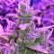 Auto Red Poison feminised Ganja Seeds