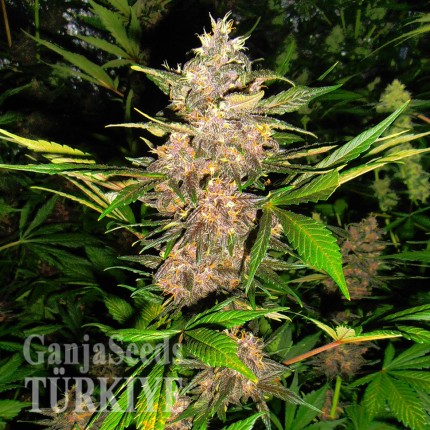 Auto Red Poison feminised Ganja Seeds