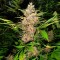 Auto Red Poison feminised Ganja Seeds