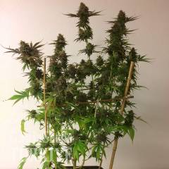 Auto Mass feminised Ganja Seeds