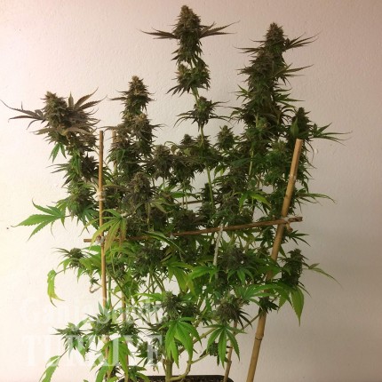 Auto Mass feminised Ganja Seeds