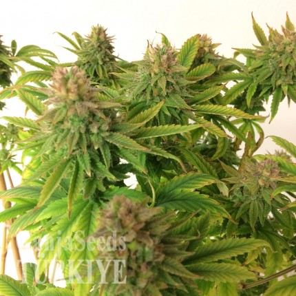 Auto Mass feminised Ganja Seeds