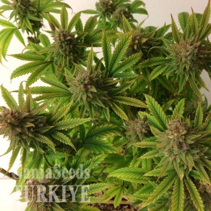 Auto Mass feminised Ganja Seeds