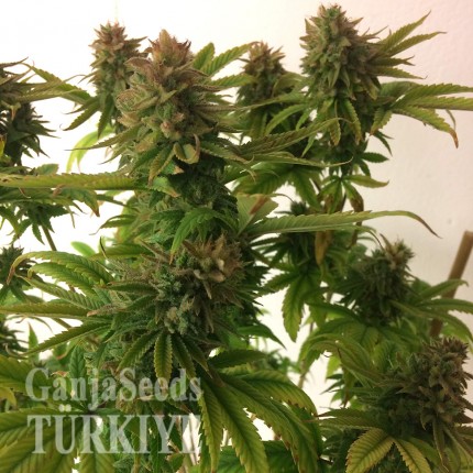 Auto Mass feminised Ganja Seeds