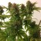 Ankara’da  Auto Mass feminised Ganja Seeds kenevir tohumu