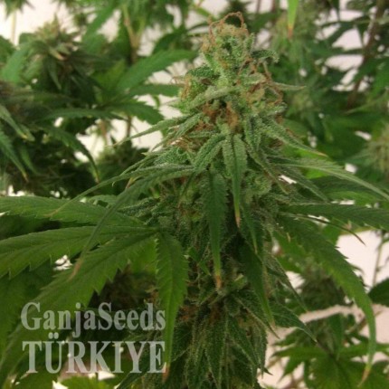 Auto Mass feminised Ganja Seeds