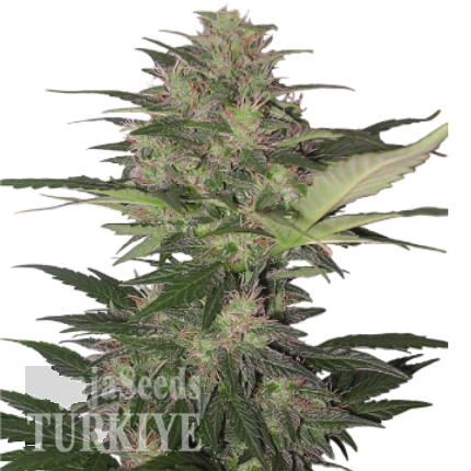 Auto Red Dwarf feminised Ganja Seeds