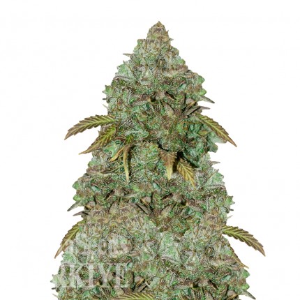 Auto Maxi GoM feminised Ganja Seeds