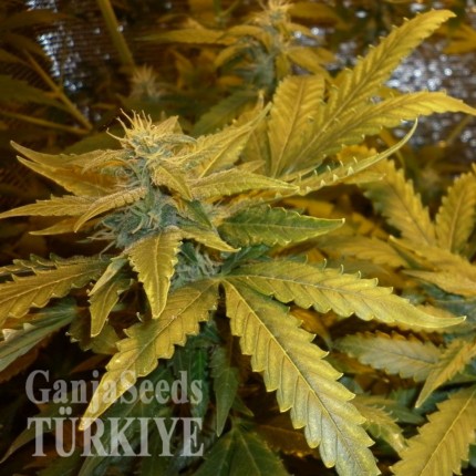 Auto Maxi GoM feminised Ganja Seeds