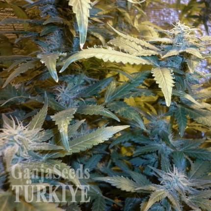 Auto Maxi GoM feminised Ganja Seeds