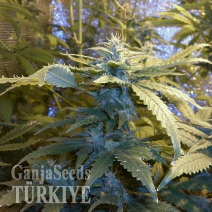 Auto Maxi GoM feminised Ganja Seeds