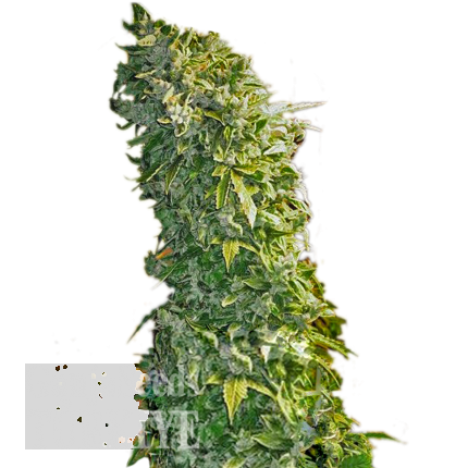 Auto Maxi GoM feminised Ganja Seeds