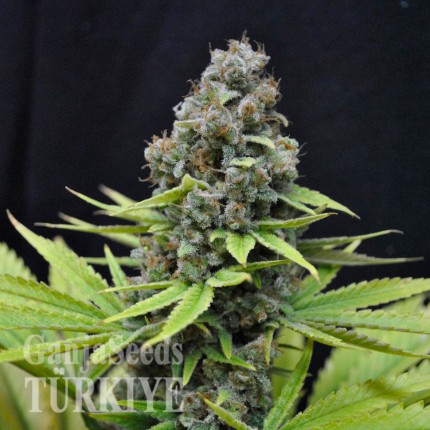 Auto S.A.D. (Sweet Afgani Delicious) feminised Ganja Seeds