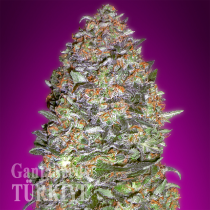 Auto New York City feminised Ganja Seeds