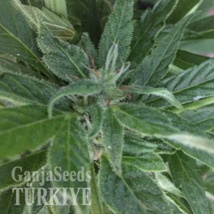 Auto New York City feminised Ganja Seeds