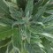 Denizli’de  Auto New York City feminised Ganja Seeds kenevir tohumu