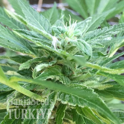 Auto New York City feminised Ganja Seeds