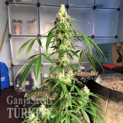 Auto New York City feminised Ganja Seeds