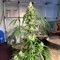 Isparta’da  Auto New York City feminised Ganja Seeds kenevir tohumu