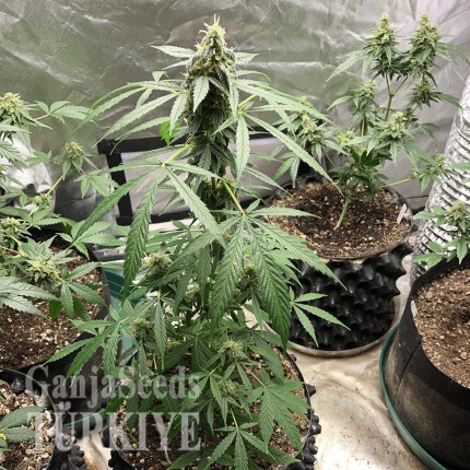 Auto New York City feminised Ganja Seeds