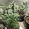 Konya’da Auto New York City feminised Ganja Seeds  kenevir tohumu