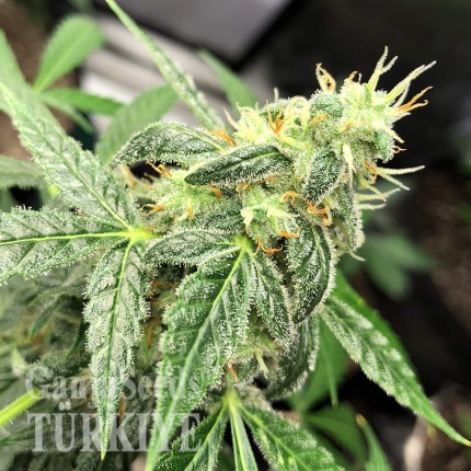 Auto New York City feminised Ganja Seeds