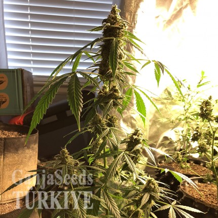 Auto New York City feminised Ganja Seeds