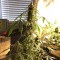 Rize’de  Auto New York City feminised Ganja Seeds kenevir tohumu