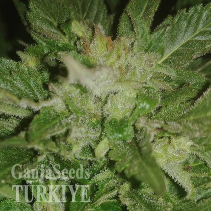 Auto New York City feminised Ganja Seeds