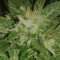 Samsun’da  Auto New York City feminised Ganja Seeds kenevir tohumu