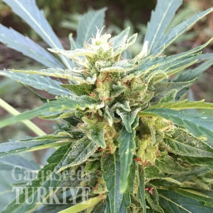 Auto New York City feminised Ganja Seeds