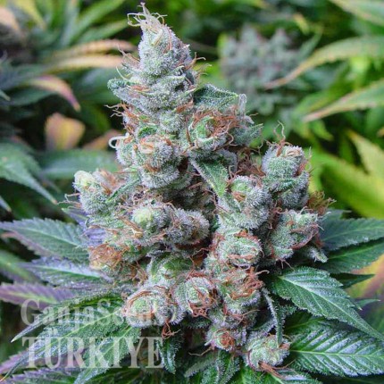 Auto New York City feminised Ganja Seeds