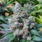 Yalova’da  Auto New York City feminised Ganja Seeds kenevir tohumu