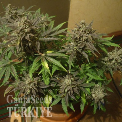 Auto New York City feminised Ganja Seeds