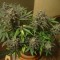 Auto New York City feminised Ganja Seeds Otomatik çiçeklenen dişileştirilmiş kenevir tohumu