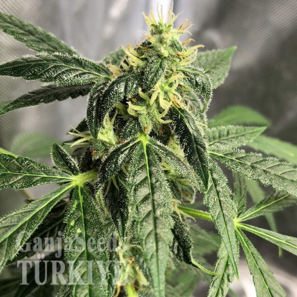 Auto New York City feminised Ganja Seeds