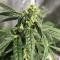 Auto New York City feminised Ganja Seeds Otomatik çiçeklenen kenevir tohumları