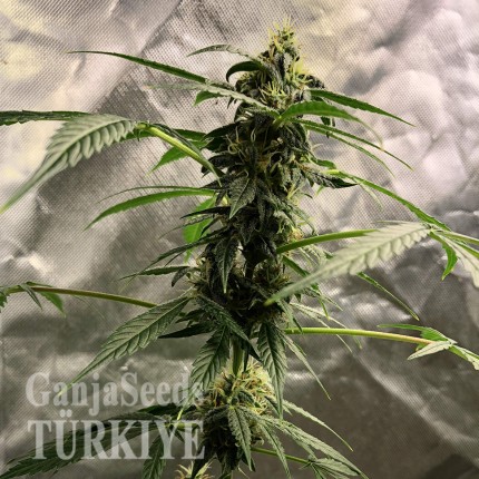 Auto New York City feminised Ganja Seeds