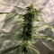 Auto New York City feminised Ganja Seeds Otomatik çiçeklenen dişileştirilmiş kenevir tohumu kargo ile eve teslim