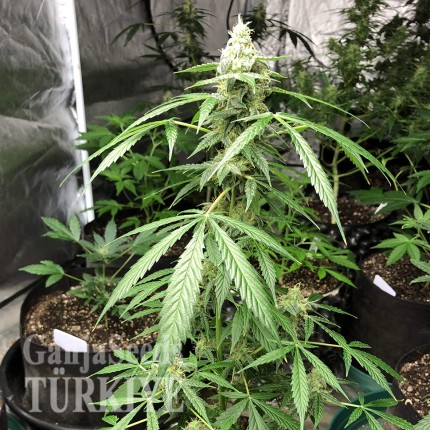 Auto New York City feminised Ganja Seeds