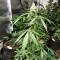 Auto New York City feminised Ganja Seeds Orijinal ambalajda kenevir tohumları