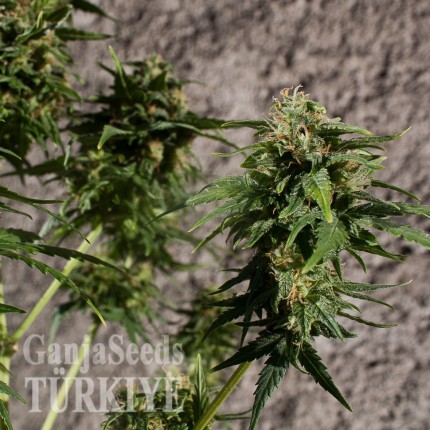 Auto New York City feminised Ganja Seeds