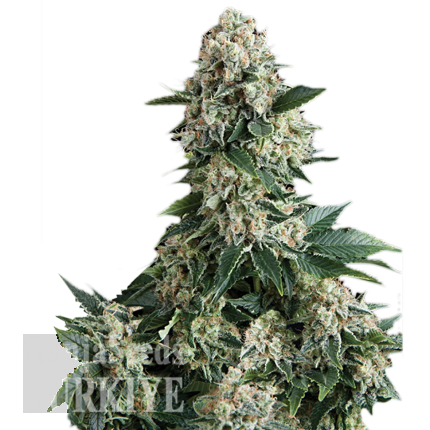 Auto New York City feminised Ganja Seeds