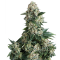 Auto New York City feminised Ganja Seeds Online kenevir tohumu