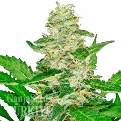 Auto Skunk feminised Ganja Seeds