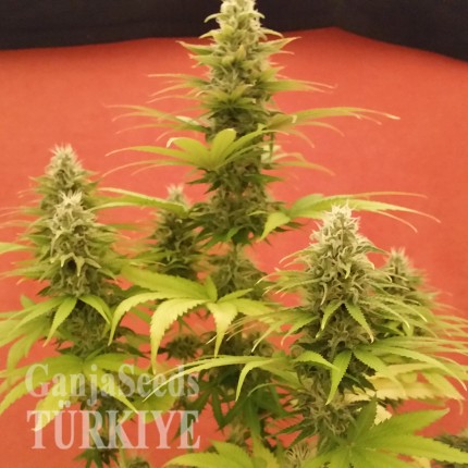 Auto AK x Somango feminised Ganja Seeds