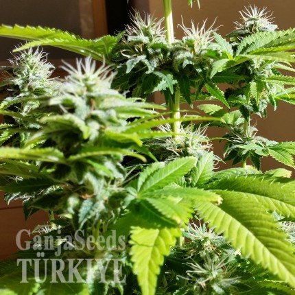 Auto AK x Somango feminised Ganja Seeds