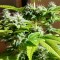 Hatay’da  Auto AK x Somango feminised Ganja Seeds kenevir tohumu