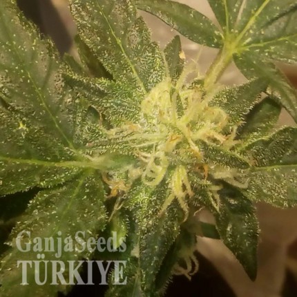 Auto AK x Somango feminised Ganja Seeds