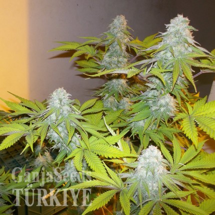 Auto AK x Somango feminised Ganja Seeds
